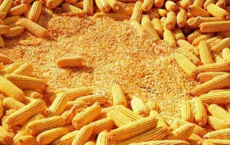 九洲杂粮|被称为“黄金作物”的玉米糁子(图3)