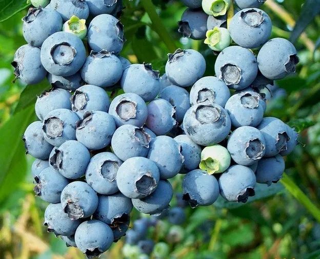 都乐蓝莓丨每一颗都是自然的馈赠(图2)