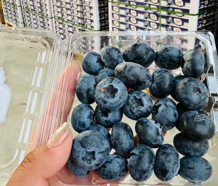 都乐蓝莓丨每一颗都是自然的馈赠(图3)